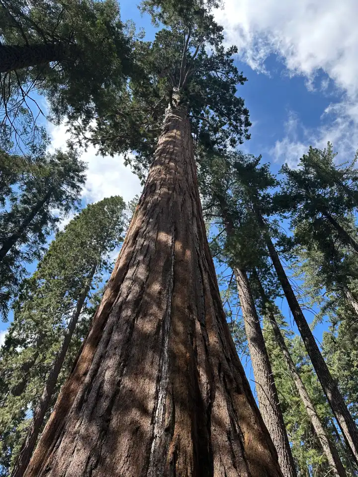 parc national Sequoia