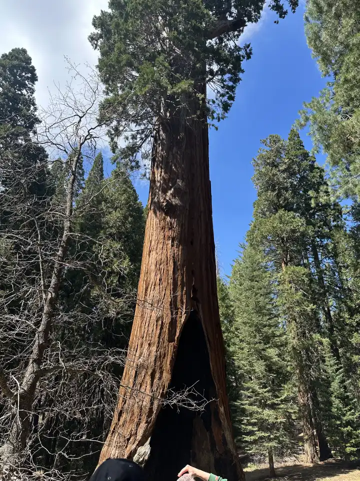 arbre sequoia californie
