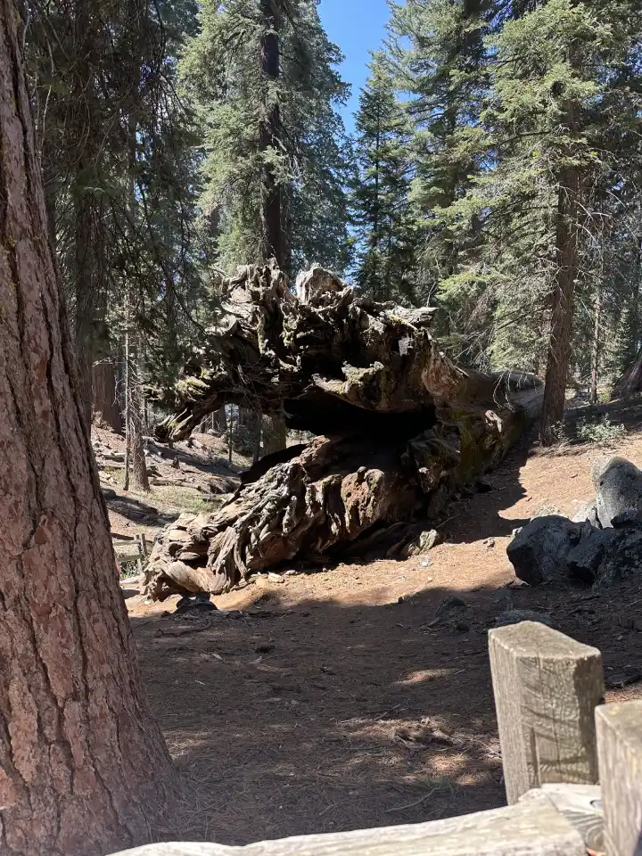 dragon-sequoia-parc