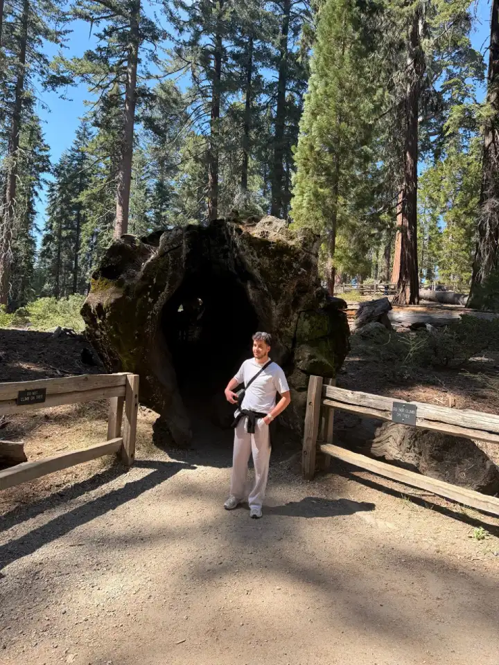 sequoia